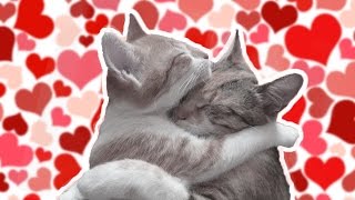 Смешные коты и кошки. Кошки целуются. Милые животные.❤