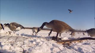 Goose Hunting