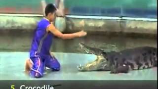 AMAZING!! Top 10 Animal Attacks Caught on Tape