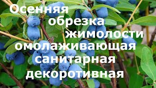 Осенняя обрезка жимолости (омолаживающая, санитарная, декоративная)!