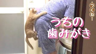 飼い主が歯みがきすると「背中をよじ登る」茶トラ猫つくね。