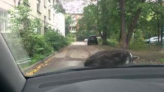 Viral Video UK: Cat falls asleep on car bonnet and goes for a spin!