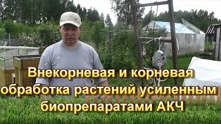 Внекорневая и корневая обработка растений усиленным  биопрепаратами АКЧ