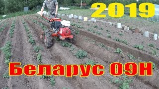 Окучивание картофеля мотоблоком  мтз БЕЛАРУС 09H