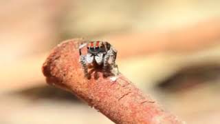 Паук-Павлин | Павлиний Паук | Maratus volans | Spider peafowl
