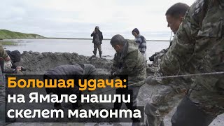 На Ямале нашли скелет взрослого мамонта