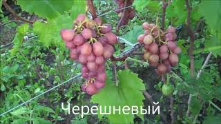 Черешневый