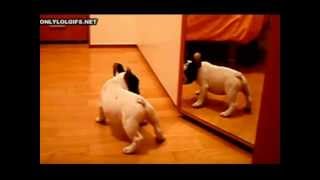 Video de perros y gatos graciosos - Funny dogs and cats