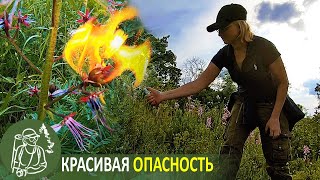 Не трогать Не дышать Не поджигать! Ясенец прекрасный и опасный. Ядовитые и лекарственные растения