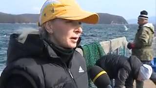 Белухи прекрасно чувствуют себя в Центре адаптации морских млекопитающих под Находкой