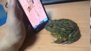 Троллинг жабы  Приколы