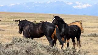 Wild Stallions fighting 2