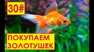 ЗОЛОТЫЕ РЫБКИ НА РАЗВОДНЕ 30#
