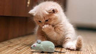 Cute and Funny Cats And Kittens Video 2018 - Funny Cat compilation