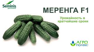 Огурец Меренга - урожайность в кратчайшие сроки