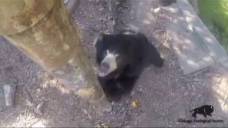 Sloth Bear Wobble Tree