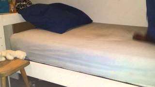 Bed Trample 8