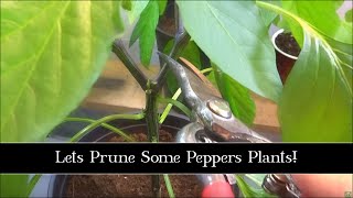 It Pains Me, But Lets Prune Some Peppers Plants!