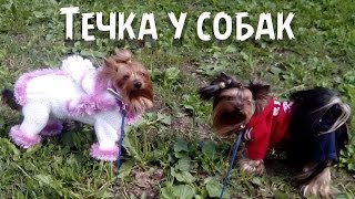 Течка у собак