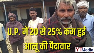 Potato News // U.P. में 20 से 25% कम हुई आलू में पैदावार