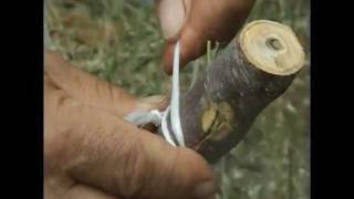 HOW TO GRAFT FRUIT TREES on Krete: pear almond lemon citrus trees