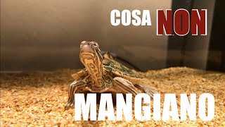 Cosa NON DEVONO Mangiare le TARTARUGHE d'Acqua Dolce?