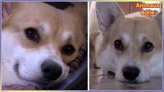 Cette chienne est déprimée après la mort de ses chiots, sa maîtresse a une idée...