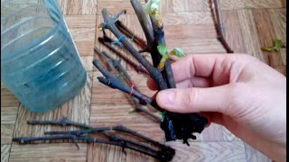 Как укоренить черенок винограда.(результат проращивания 17 дней)