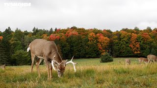 Québec - Protection de la nature et des animaux, découvrez cette province autrement (VVV - EP1)