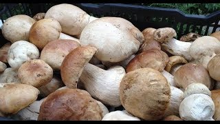 грибная ферма белых грибов