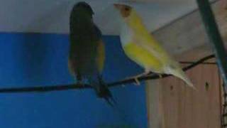 Gouldian Courtship 2