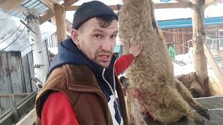 Слабый поросенок(крючок), за 17 месяцев немного подрос