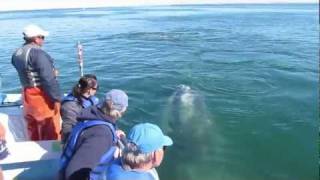 Mexico whale watching at Kuyima