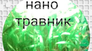 Нано аквариум,травник,с простыми растениями