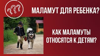Как маламуты относятся к детям? Аляскинский маламут - это собака для ребенка?