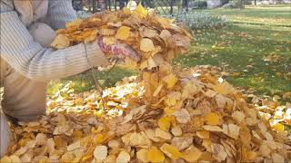 Осенние работы в саду! Обогащаем почву ЗОЛОТОМ!