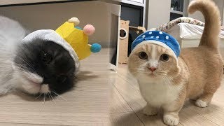 СМЕШНОЕ ВИДЕО ПРО КОТОВ 2019 новые приколы с котами СМЕШНАЯ ОЗВУЧКА КОТИКИ