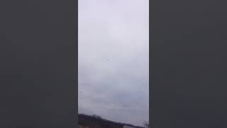 Голуби Алексей Ростовская область х. Прогресс 14.01.18 всё вопросы по телефону 89282272498