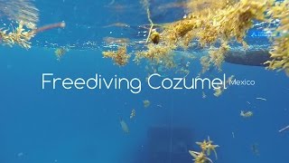 Our team freediving at Cozumel, Mexico. Фридайвинг на о. Косумель, Мексика.