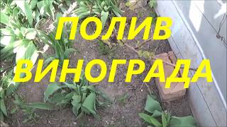 Полив винограда под корень