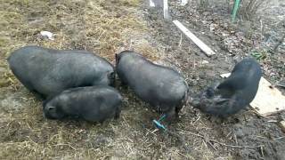Как радуются весне вьетнамские свинки
