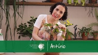 Como Cultivar Antúrios | Nô Figueiredo