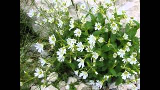 ЯСКОЛКА  (CERASTIUM)  сем. Гвоздичные