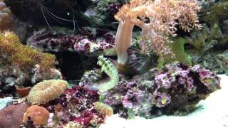 Juwel Trigon 190 Saltwater Aquarium