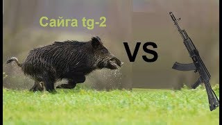 Охота на кабана с сайги ТГ-2 366ТКМ часть 2