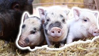 MICRO PIG MILO'S SIBLINGS!
