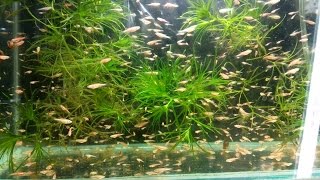 АКВАРИУМНЫЕ РЫБКИ!! ВИДЕО С РАЗВОДНИ!!!