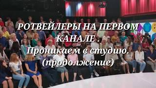 РОТВЕЙЛЕРЫ НА ПЕРВОМ КАНАЛЕ.КАК ПОПАСТЬ В ТЕЛЕВИЗОР