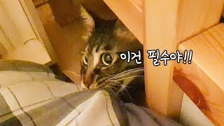자취시키니까 신나게 집꾸미는 고양이ㅋㅋㅋㅋㅋ
