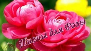 Роскошные пионы для Розы. Софья Мор.